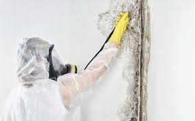 Why You Should Choose Our Mold Remediation Services in Labelle, FL